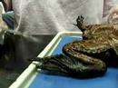 Frog Dissection Frog Dissection