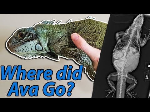 YouTube reptile video