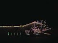 The Nutcracker Christmas Lights The Nutcracker Christmas Lights