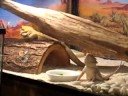 Sparty and his new girlfriend (Bearded Dragon Behavior) Sparty and his new girlfriend (Bearded Dragon Behavior)