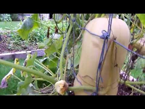 how to harvest squash plants