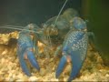 BLUE CRAYFISH