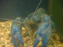 BLUE CRAYFISH