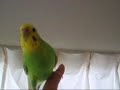 Gathering budgie girls