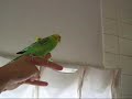 Gathering budgie girls