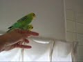 Gathering budgie girls