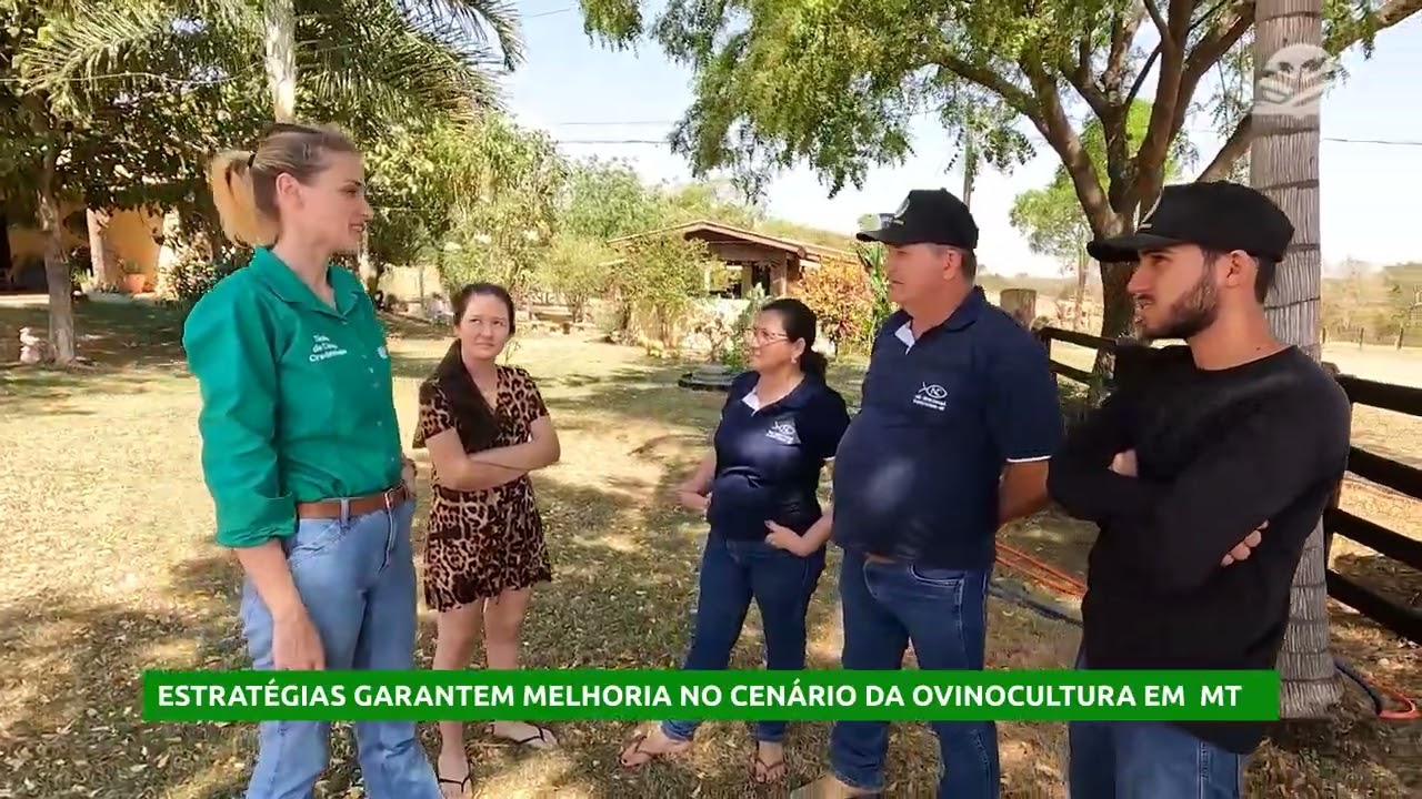 Estratégias garantem melhoria no cenário da ovinocultura em MT | Senar Transforma - resumo