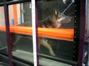 German Shepherd Hydrotherapy