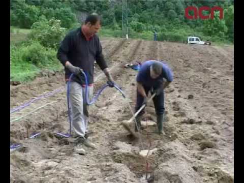 DISPOSA - Naut Aran (ACN).- El celler del Penedès Emendis ha acabat aquest dimarts les tasques de plantació de la primera vinya de la Val d'Aran i una de les més altes...
