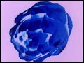 Seefeel - Fracture