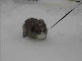 Baltazar in the Snow