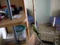 stUPid-Parrot
