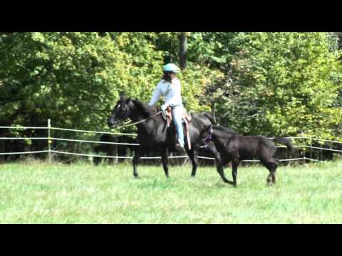 horses grand national horses grand national