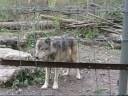 videos de Zooz Grey Wolves