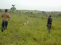 Trevo e dona _ trabalho em cima d uma perdiz Trevo e dona _ trabalho em cima d uma perdiz