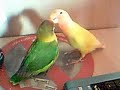 Pichi & Odette Pichi & Odette