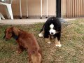 Bernese Puppies