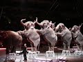 stop-animal-abuse-stop-every-circus-with-animals.html