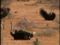 Ostriches waking up