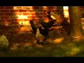 Garden Girl TV: Bantam Chick- Black Gold