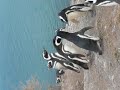 Les pingouins de Magellan Les pingouins de Magellan