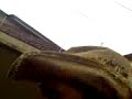 Rolee de carro�a