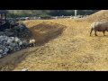 Baby Rhino at Colchester Zoo