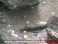 Grey Seal Pup 24th September 06