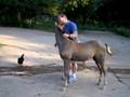 videos de Kestrel likes to be scratched!