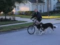 Biking Borzoi #1 Biking Borzoi #1