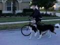 Borzoi video