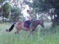 videos de Falcon's Malteser Showjumping