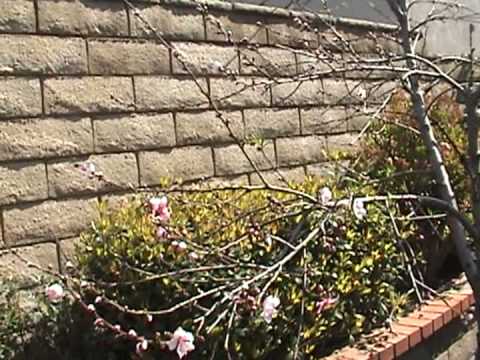 how to transplant peach trees