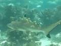 Requin pointe noire a huahine