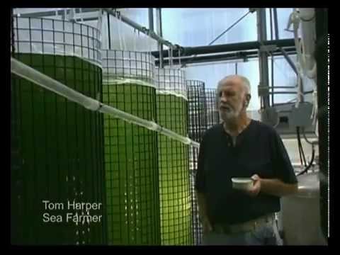 how to grow phytoplankton