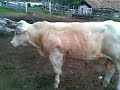 Semental Belgian Blue
