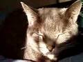 Bella, mon ange...(suite)