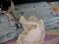 Toy Fox Terrier video