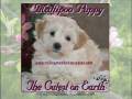 www.rollingmeadowspuppies.com ~ Maltipoo Puppies