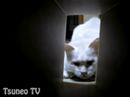 the cats which likes a box