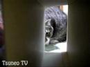 the cats which likes a box