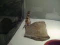 baby leopard gecko, Stza baby leopard gecko, Stza