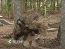 Emu rearing in Kerala : A feature story