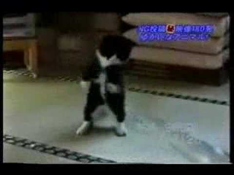 El Único Gato Boxeador