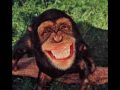 kfc {save the monkey video to don't walk away by miley cyrus}