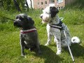Noah & Simson