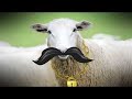 Dodoni Feta TVC - New Audio