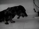 Odie (Dachie) and the Spare Rib