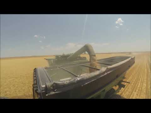 how to harvest grain