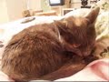 Cute cats Cute cats